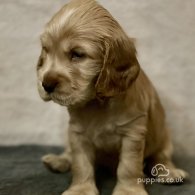 Cocker Spaniel (Working & Show) - Both