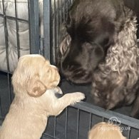 Cocker Spaniel (Working & Show) - Both