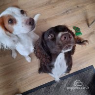 Cocker Spaniel (Working & Show) - Dogs