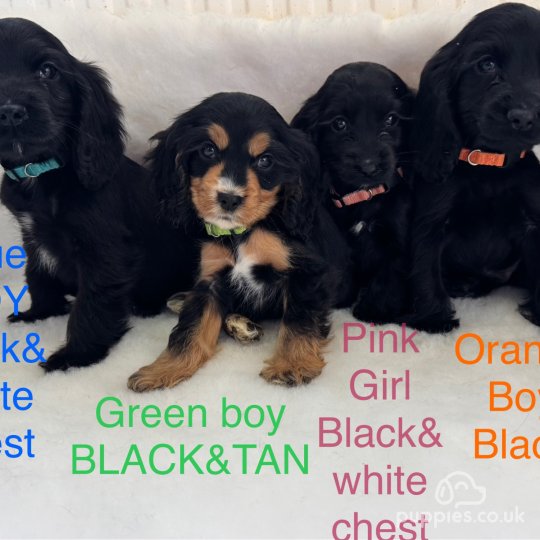 Cocker Spaniel Working Show puppies for Sale in the UK Puppies