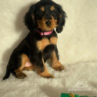 Cocker Spaniel (Working & Show) - Both