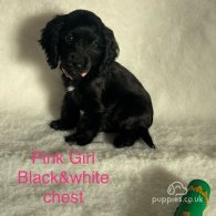 Cocker Spaniel (Working & Show) - Both