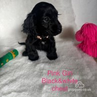 Cocker Spaniel (Working & Show) - Both