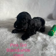 Cocker Spaniel (Working & Show) - Both