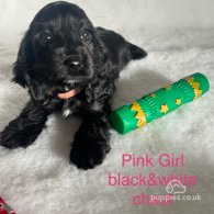 Cocker Spaniel (Working & Show) - Both