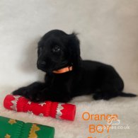 Cocker Spaniel (Working & Show) - Both