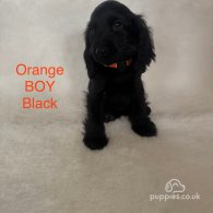 Cocker Spaniel (Working & Show) - Both