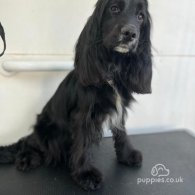 Cocker Spaniel (Working & Show) - Both