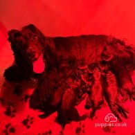 Cocker Spaniel (Working & Show) - Both