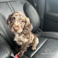 Cocker Spaniel (Working & Show) - Dogs