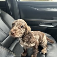 Cocker Spaniel (Working & Show) - Dogs