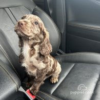 Cocker Spaniel (Working & Show) - Dogs