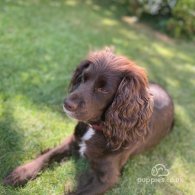 Cocker Spaniel (Working & Show) - Both