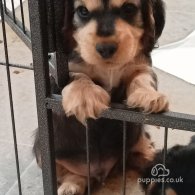 Cocker Spaniel (Working & Show) - Both