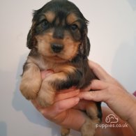 Cocker Spaniel (Working & Show) - Both