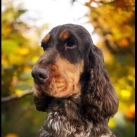 Cocker Spaniel (Working &amp; Show) - Both