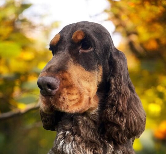 Cocker Spaniel (Working &amp; Show)