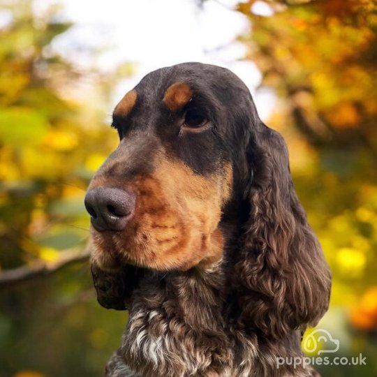 Cocker Spaniel (Working & Show) - Both