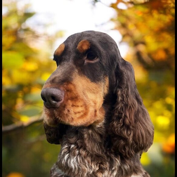 Cocker Spaniel (Working &amp; Show) - Both