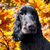 Cocker Spaniel (Working &amp; Show) - Both