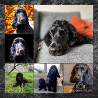 Cocker Spaniel (Working & Show) - Both