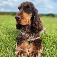 Cocker Spaniel (Working & Show) - Both