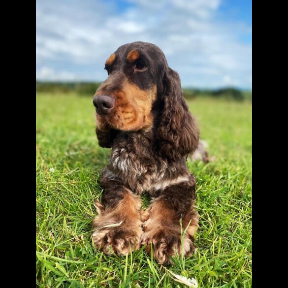 Cocker Spaniel (Working &amp; Show) - Both