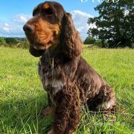 Cocker Spaniel (Working & Show) - Both