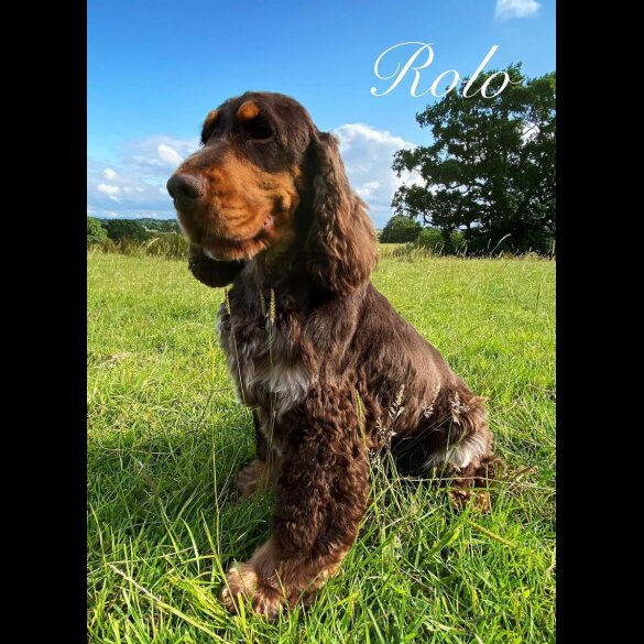 Cocker Spaniel (Working &amp; Show) - Both