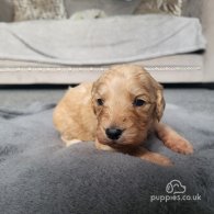 Cocker Spaniel (Working & Show) - Both