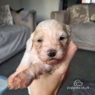 Cocker Spaniel (Working & Show) - Both