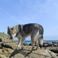 German Shepherd (Alsatian) - Both