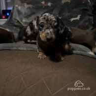 Dachshund (Standard & Miniature) - Both