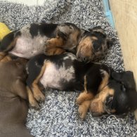 Dachshund (Standard & Miniature) - Both