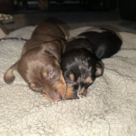 Dachshund (Standard & Miniature) - Both