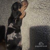 Dachshund (Standard & Miniature) - Both