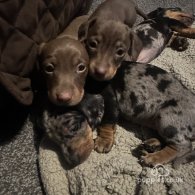 Dachshund (Standard & Miniature) - Both