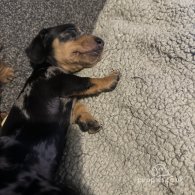 Dachshund (Standard & Miniature) - Both