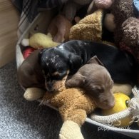 Dachshund (Standard & Miniature) - Both