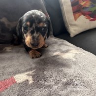 Dachshund (Standard & Miniature) - Both