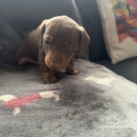 Dachshund (Standard & Miniature) - Both