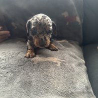 Dachshund (Standard & Miniature) - Both