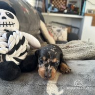 Dachshund (Standard & Miniature) - Both