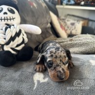 Dachshund (Standard & Miniature) - Both