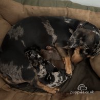 Dachshund (Standard & Miniature) - Both