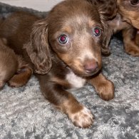 Dachshund (Standard & Miniature) - Both