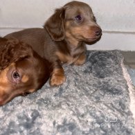 Dachshund (Standard & Miniature) - Both