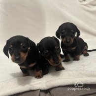 Dachshund (Standard & Miniature) - Both