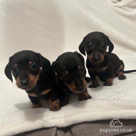 Dachshund (Standard & Miniature) - Both