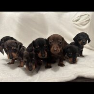 Dachshund (Standard &amp; Miniature) - Both